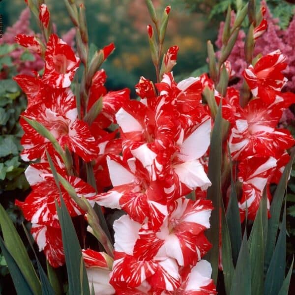 Gladiolus Zizanie Summer-flowering Bulb