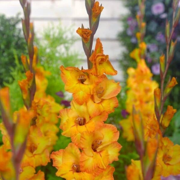 Gladiolus Goldrush Summer-flowering Bulb