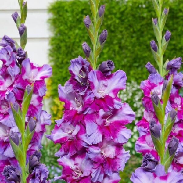 Gladiolus Petsjora Summer-flowering Bulb