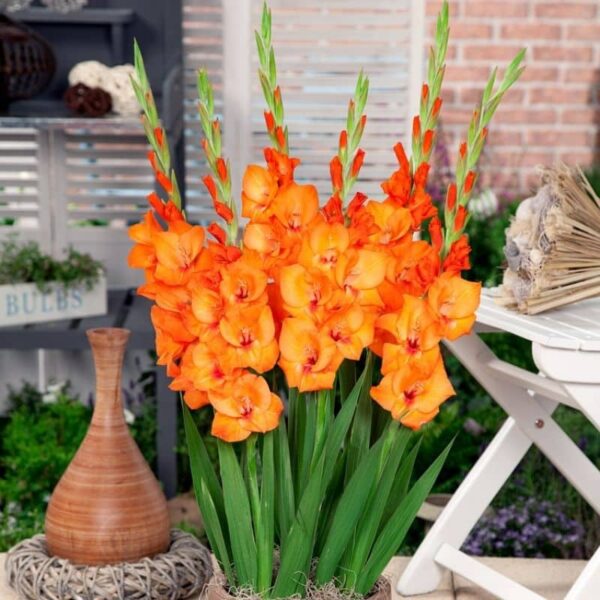 Gladiolus Jenni Summer-flowering Bulb