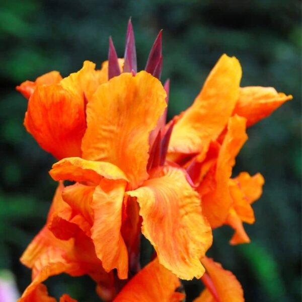 Canna Wyoming Summer-flowering Bulb