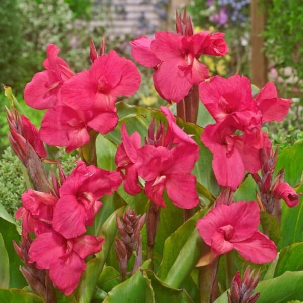 Canna Empire Summer-flowering Bulb