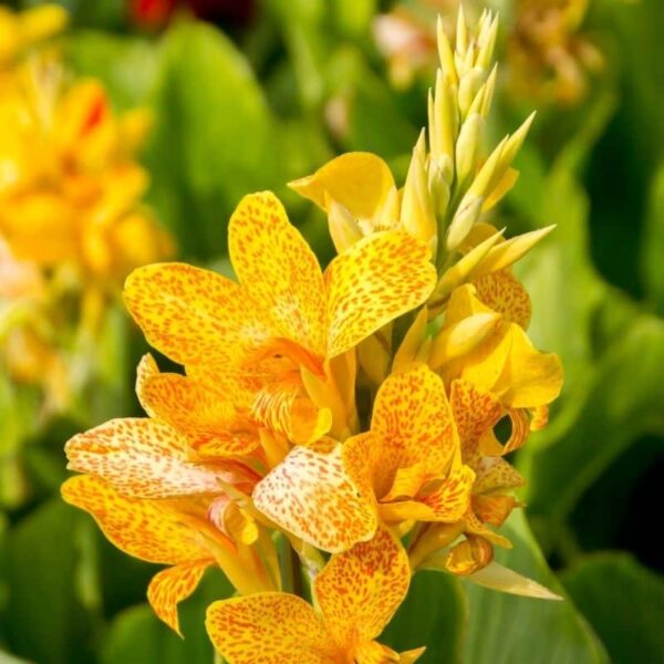 Canna Picasso Summer-flowering Bulb