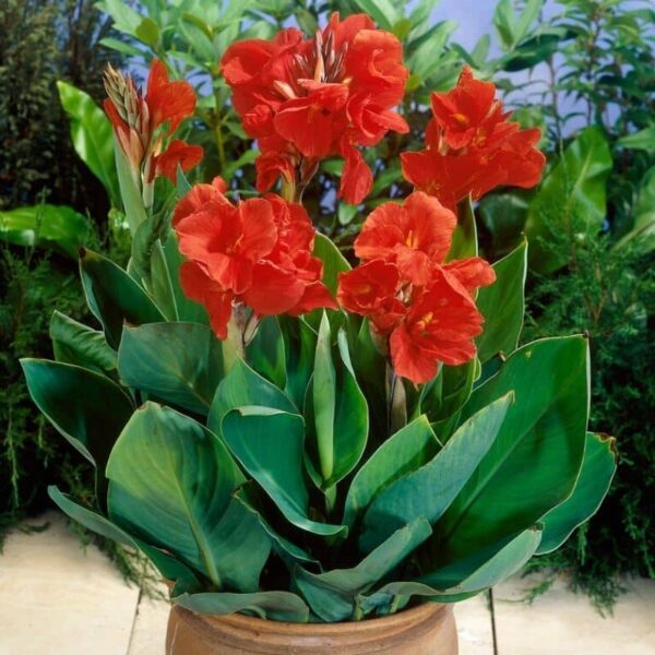Canna Red King Humbert Summer-flowering Bulb