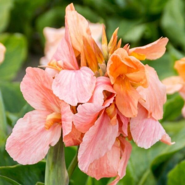 Canna Apricot Frost Summer-flowering Bulb