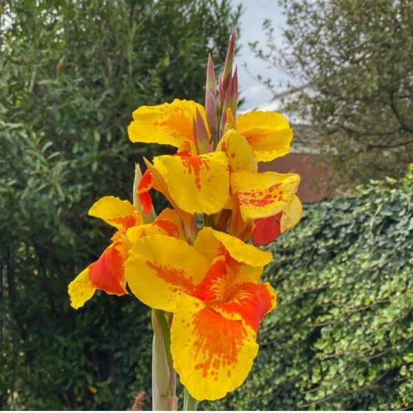 Canna Taroudant Summer-flowering Bulb