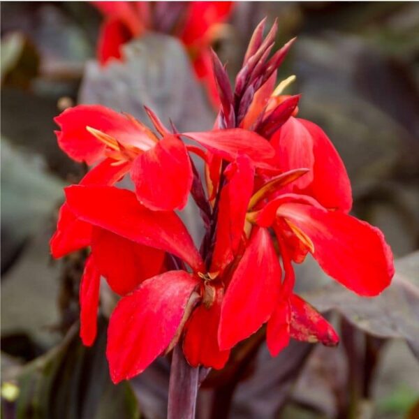 Canna Red Futurity Summer-flowering Bulb