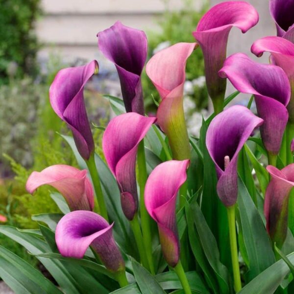 Calla Pasja Summer-flowering Bulb