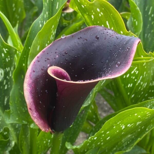 Calla Dubai Nights Summer-flowering Bulb