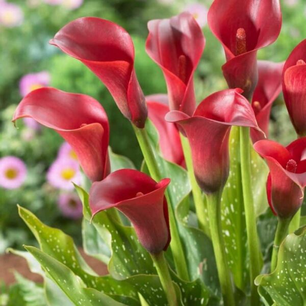 Calla Majestic Red Summer-flowering Bulb