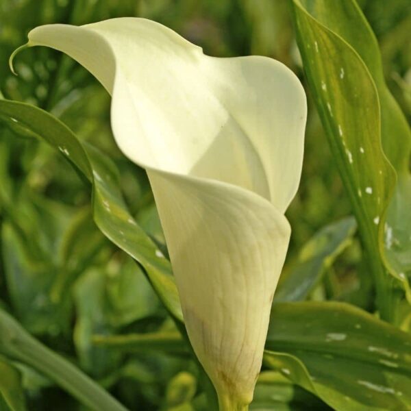 Calla Albomaculata Summer-flowering Bulb