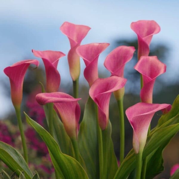 Calla Garnet Glow Summer-flowering Bulb