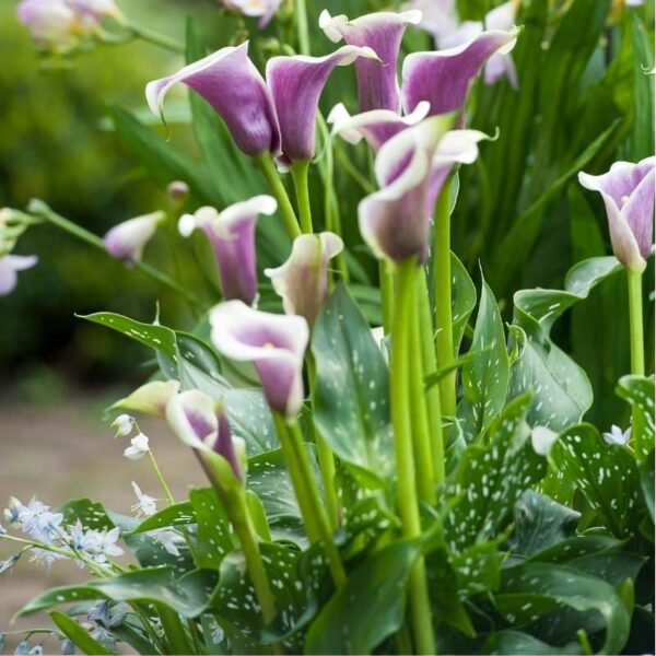 Calla Picasso Summer-flowering Bulb