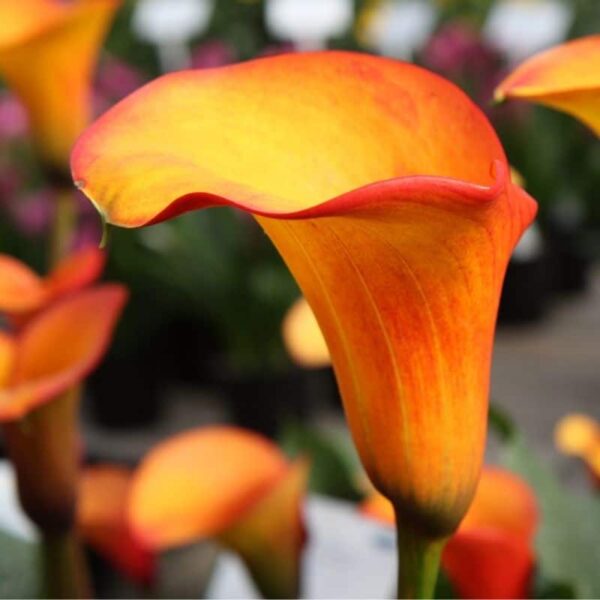 Calla Flame Summer-flowering Bulb