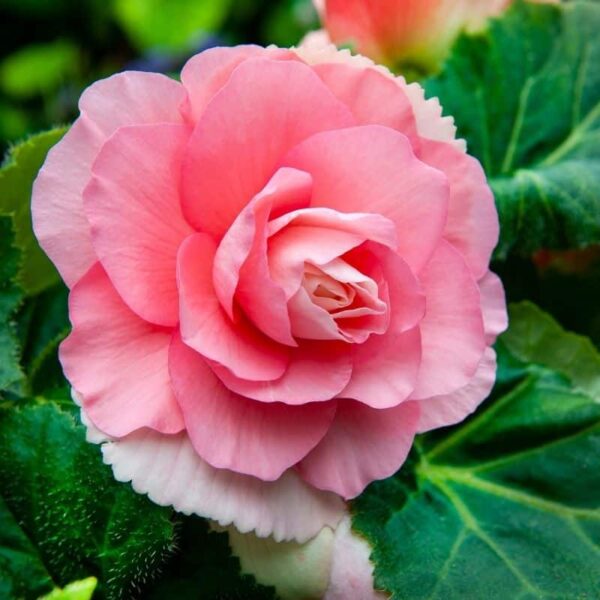 Begonia Pink Summer-flowering Bulb