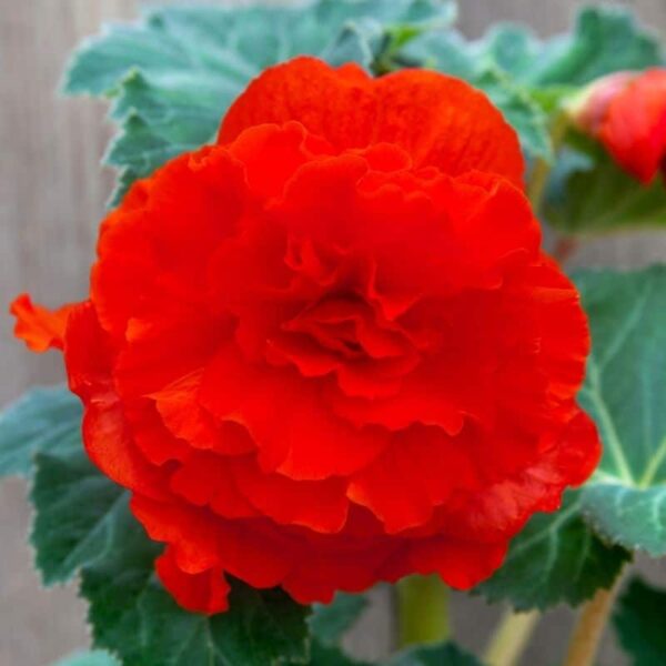 Begonia Red Summer-flowering Bulb
