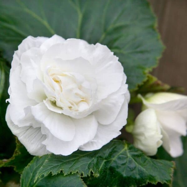 Begonia White Summer-flowering Bulb