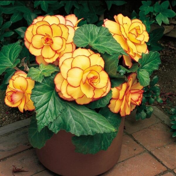 Begonia Picotee Sunburst Summer-flowering Bulb