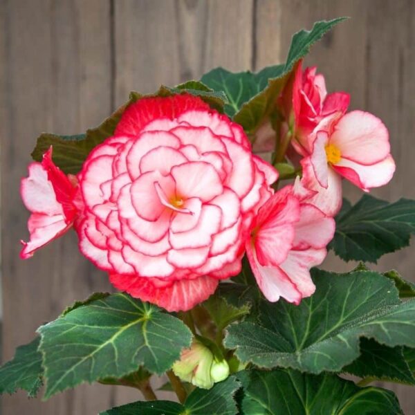 Begonia Bouton De Rose Summer-flowering Bulb