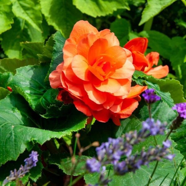 Begonia Orange Summer-flowering Bulb