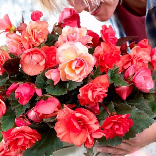 Begonia Odorosa Summer-flowering Bulb