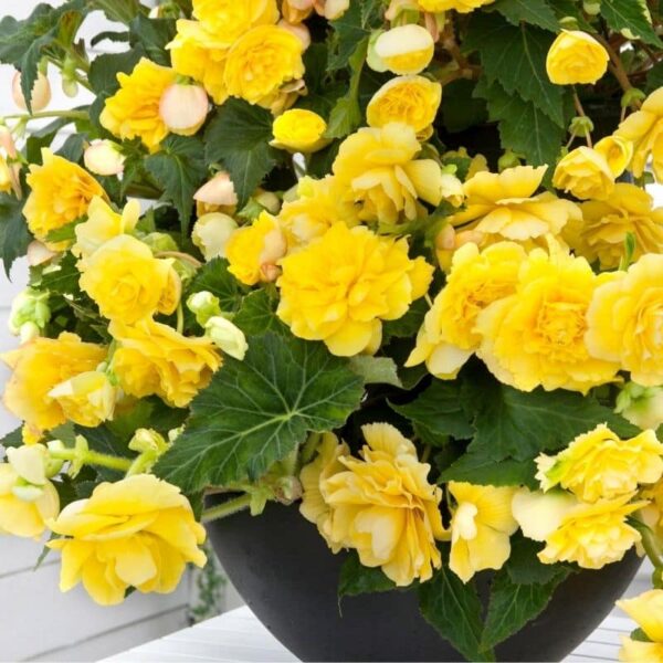 Begonia Odorosa Yellow Summer-flowering Bulb