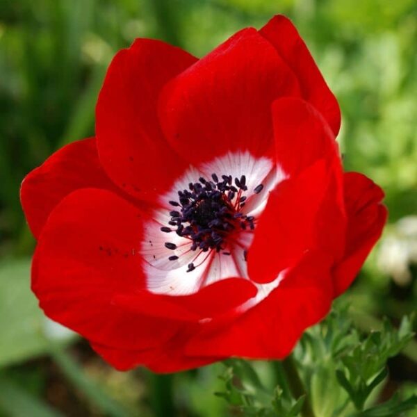 Anemone Hollandia Summer-flowering Bulb