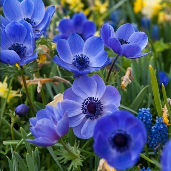 Anemone Mr. Fokker Summer-flowering Bulb