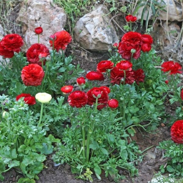 Ranunculus Red Summer-flowering Bulb