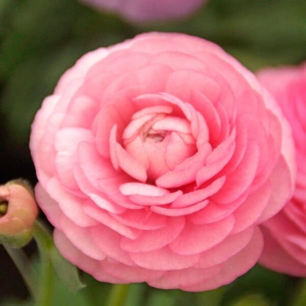 Ranunculus Pink Summer-flowering Bulb