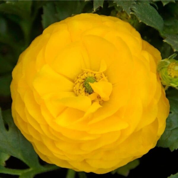 Ranunculus Yellow Summer-flowering Bulb