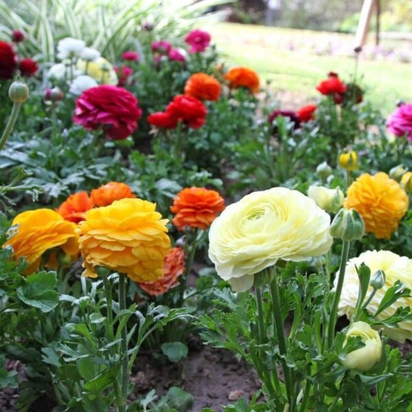 Ranunculus Mixed Summer-flowering Bulb
