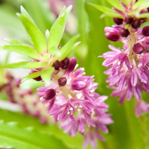 Pineapple Lily Summer-flowering Bulb (Eucomis Comosa)