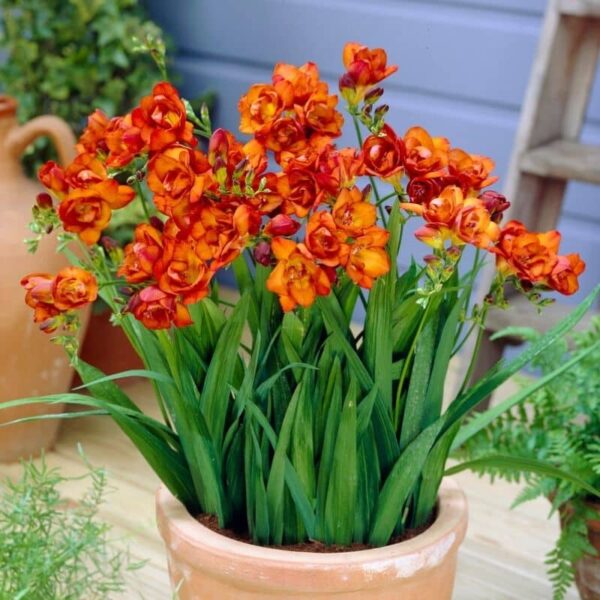 Freesia Double Orange Wonder Summer-flowering Bulb
