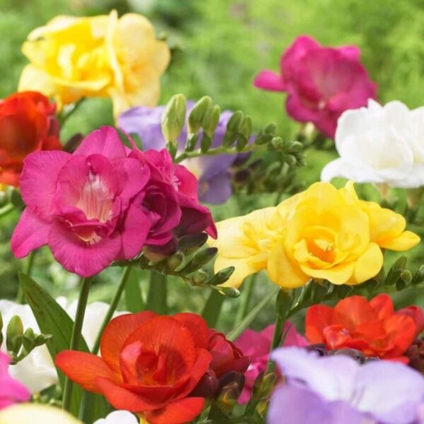 Freesia Double Mixed Summer-flowering Bulb