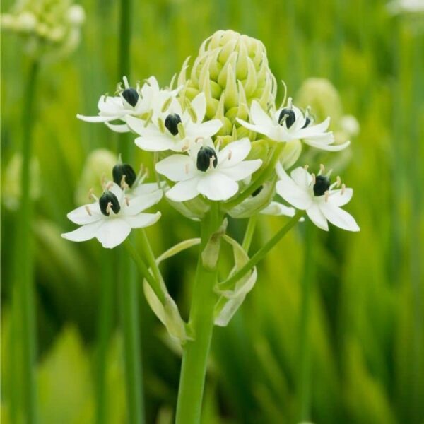 Star of Bethlehem Summer-flowering Bulb (Ornithogalum Saundersiae)
