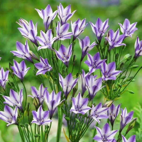 Ithuriel's Spear Rudy Summer-flowering Bulb (Triteleia)
