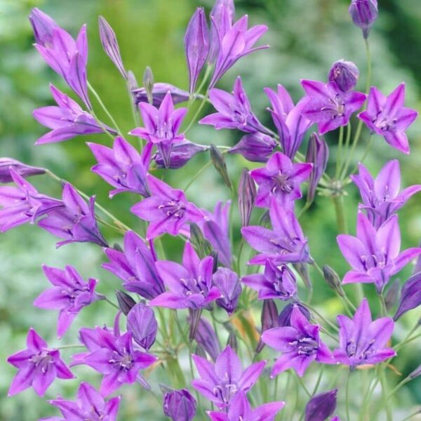 Ithuriel's Spear Queen Fabiola Summer-flowering Bulb (Triteleia)