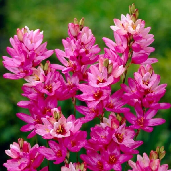 Corn Lily Rose Emperor Summer-flowering Bulb (Ixia)