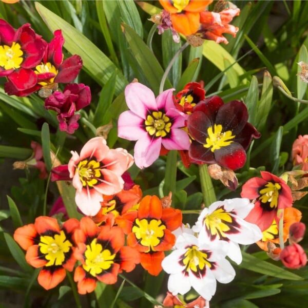 Harlequin Flower Mixed Summer-flowering Bulb (Sparaxis)