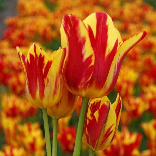 Wonder Club Bouquet Tulip Spring-flowering Bulbs