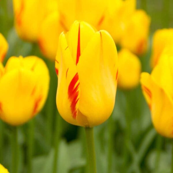 Olympic Flame Darwin Tulip Spring-flowering Bulbs