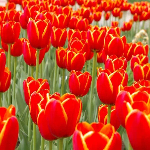 World's Favourite Darwin Tulip Spring-flowering Bulbs