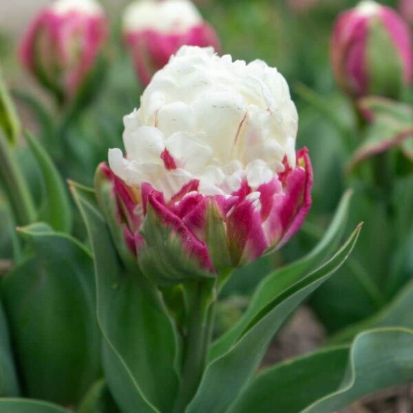 Ice Cream Double Late Peony Tulip Spring-flowering Bulbs