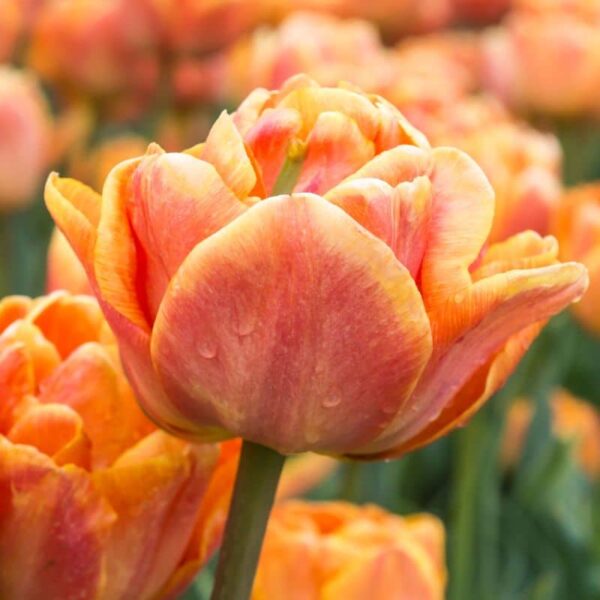 Lorenzo Double Early Tulip Spring-flowering Bulbs