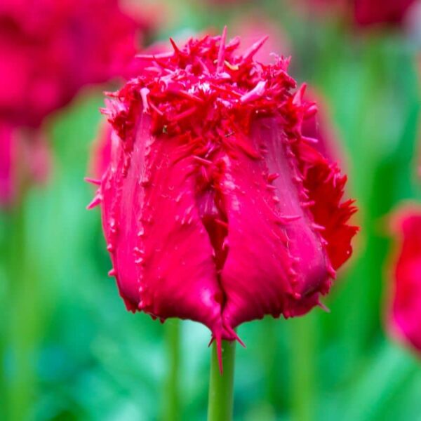 Barbados Fringe Tulip Spring-flowering Bulbs