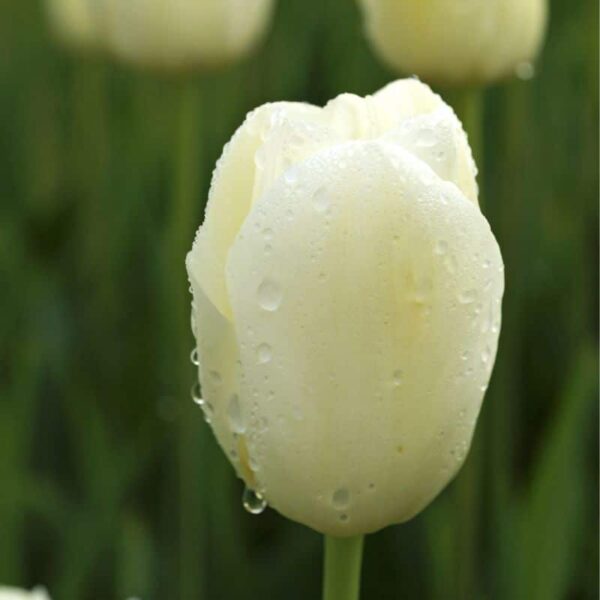 City of Vancouver Single Late Tulip Spring-flowering Bulbs