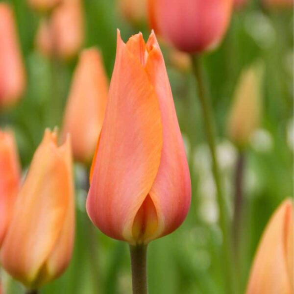 El Nino Single Late Tulip Spring-flowering Bulbs