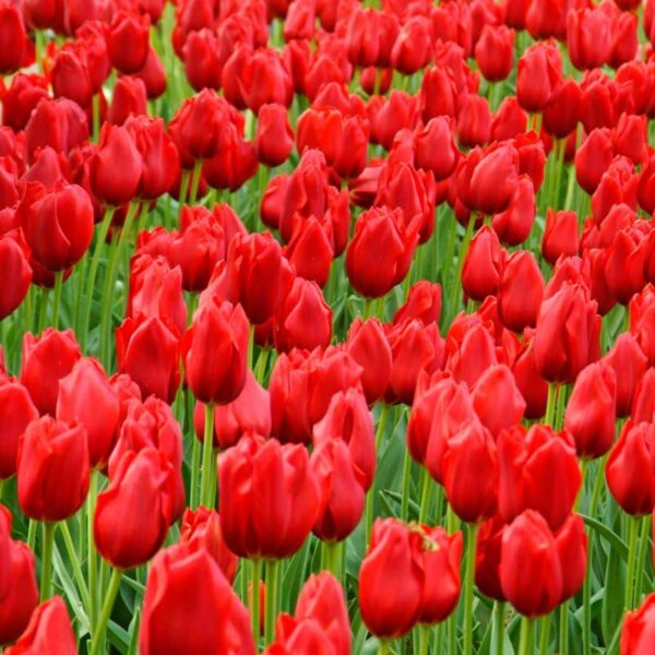 Kingsblood Single Late Tulip Spring-flowering Bulbs