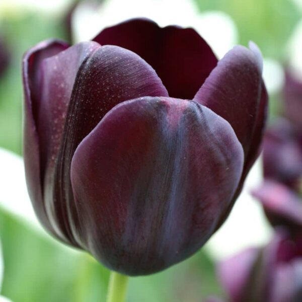 Queen of Night Single Late Tulip Spring-flowering Bulbs